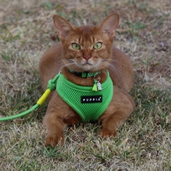 Harnais pour chat vert Puppia