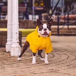 Coupe-vent pour chien jaune