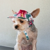 Casquette pour chien Hawaï