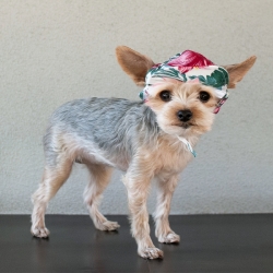 Casquette pour chien Hawaï