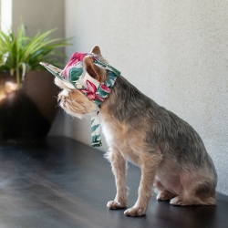 Casquette pour chien Hawaï