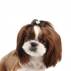 Barrette pour chien Isabella noire