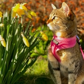 Harnais pour chat rose fluo Puppia