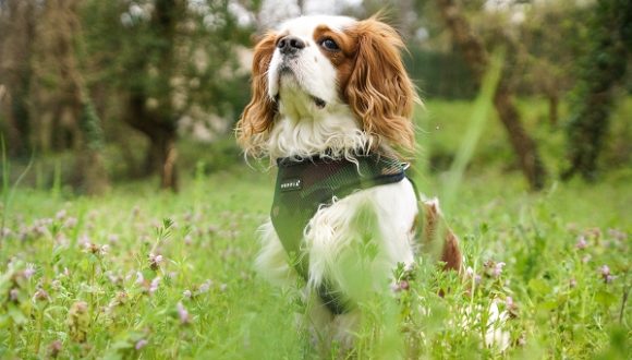 Harnais pour chien militaire Puppia