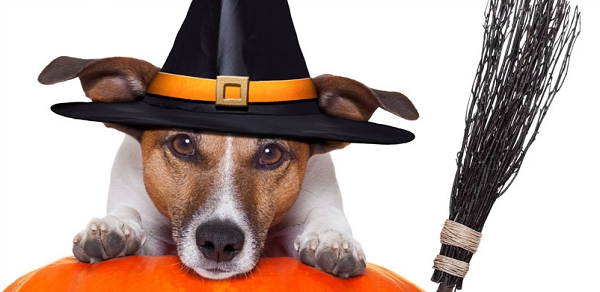 Biscuits pour chien spécial Halloween