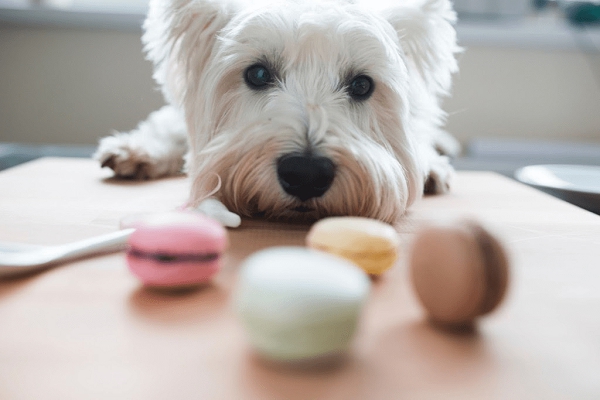 Nouvelle collection de biscuits pour chien