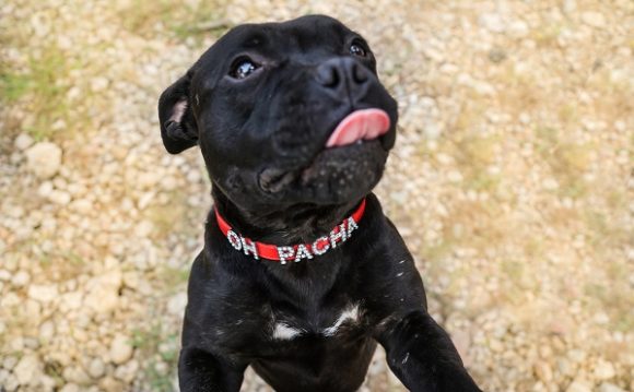 Collier pour chien à personnaliser