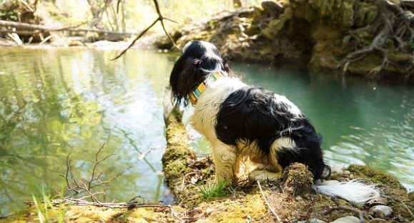 Colliers pour chien d'été