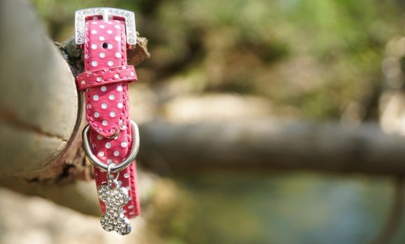 Collier pour chien rose à pois