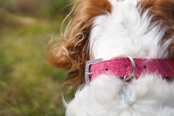 Accessoires pour chiens rose girly