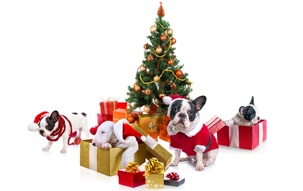 Jouets pour chien sous le sapin