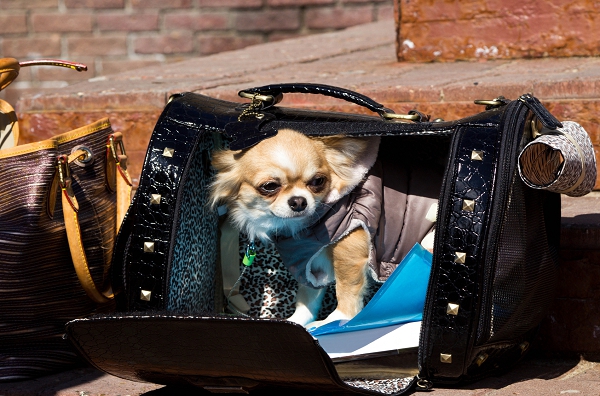 Sac de transport pour chien