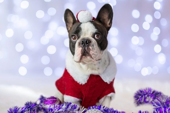 Tenue de Noël pour chien