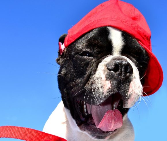 Casquettes pour chien