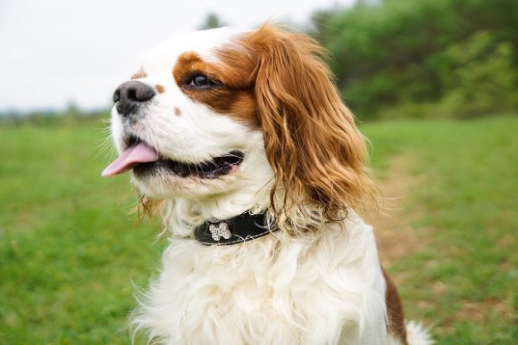 Colliers pour chien