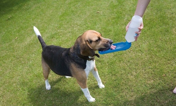 Gourde d'eau pour chien