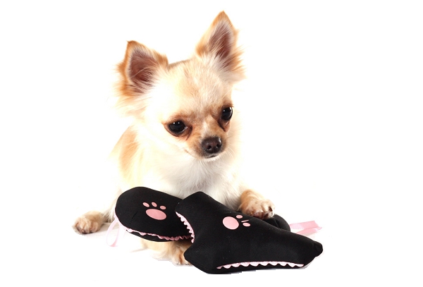 Jouets pour chien