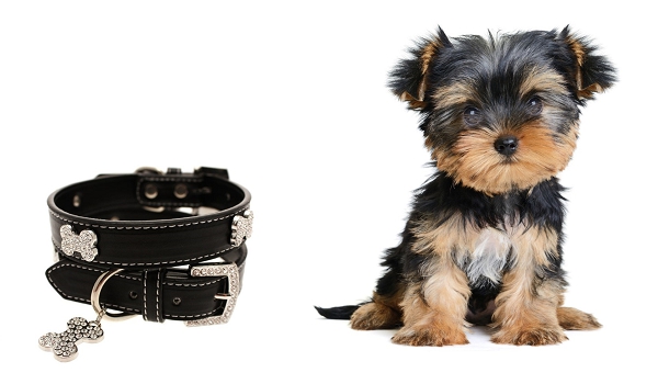 Collier pour chien noir bling bling