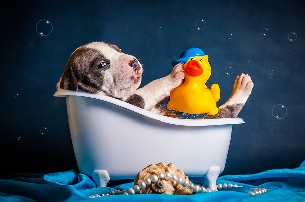 Shampooings pour chien