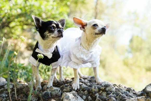 Smoking pour chien et robe de mariée