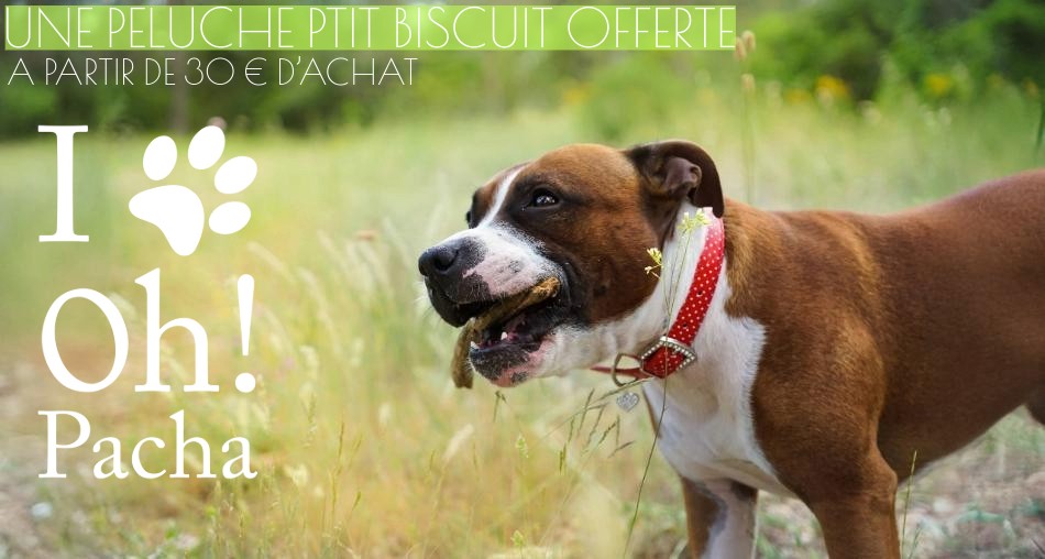 Peluche pour chien Ptit biscuit - Oh ! Pacha