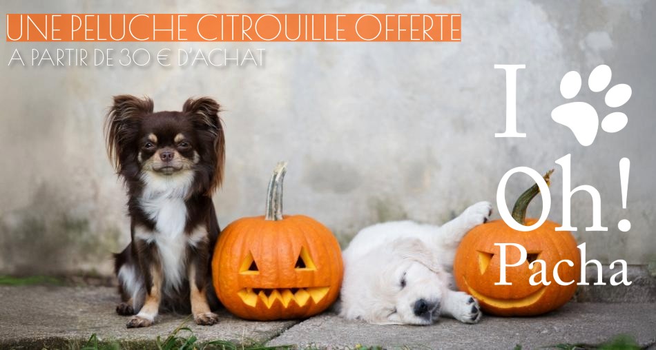 Peluche pour chien citrouille - Oh ! Pacha